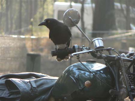 Currawong at Blackland